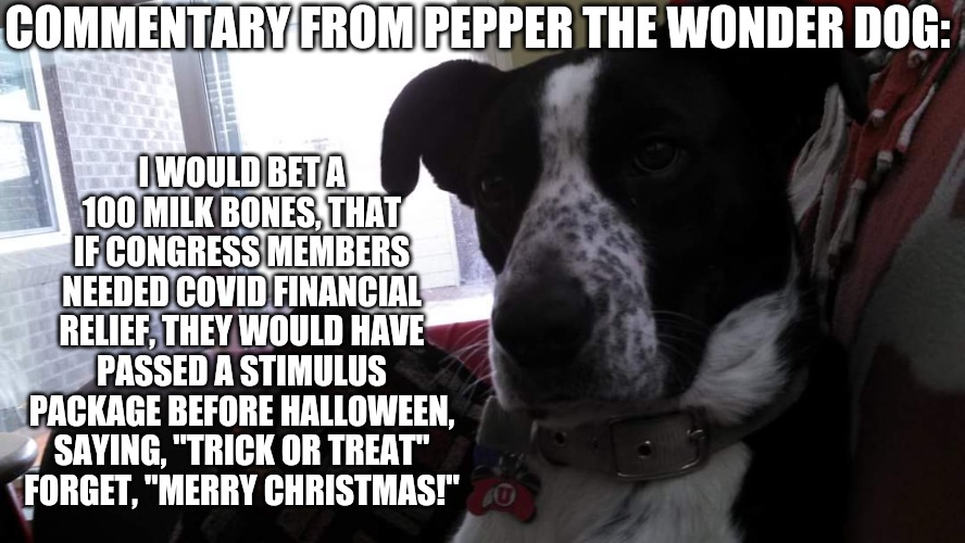 Pepper | I WOULD BET A 100 MILK BONES, THAT IF CONGRESS MEMBERS NEEDED COVID FINANCIAL RELIEF, THEY WOULD HAVE PASSED A STIMULUS PACKAGE BEFORE HALLOWEEN, SAYING, "TRICK OR TREAT" FORGET, "MERRY CHRISTMAS!"; COMMENTARY FROM PEPPER THE WONDER DOG: | image tagged in dogs pets funny | made w/ Imgflip meme maker