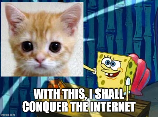 WITH THIS, I SHALL CONQUER THE INTERNET | image tagged in cats,spongebob | made w/ Imgflip meme maker
