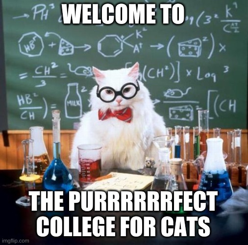 college cats | WELCOME TO; THE PURRRRRRFECT COLLEGE FOR CATS | image tagged in memes,chemistry cat | made w/ Imgflip meme maker