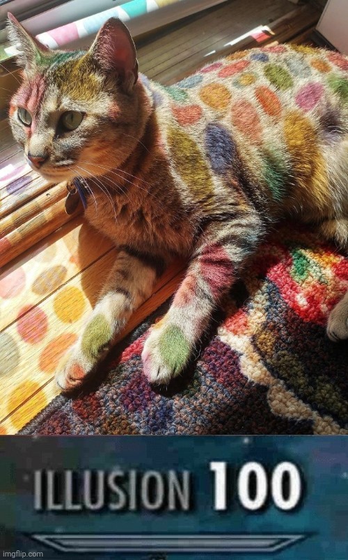 Illusion: Polka dot cat | image tagged in illusion 100,memes,meme,cats,cat,illusion | made w/ Imgflip meme maker