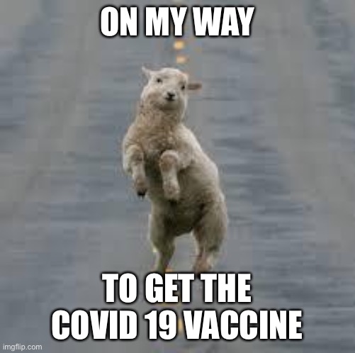 dancing sheep | ON MY WAY; TO GET THE COVID 19 VACCINE | image tagged in dancing sheep | made w/ Imgflip meme maker