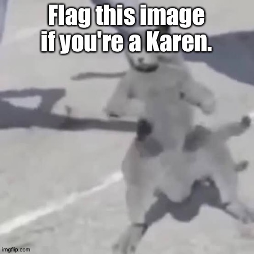 . | Flag this image if you're a Karen. | image tagged in cat nae nae | made w/ Imgflip meme maker