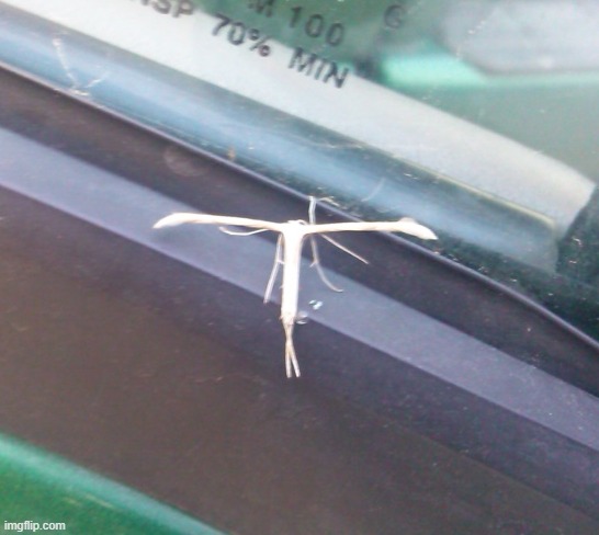 Found this little guy on my truck...anyone know what it is? | image tagged in bugs,memes | made w/ Imgflip meme maker