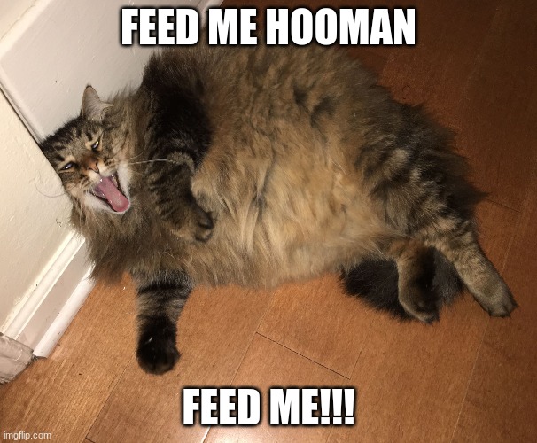 oh lawd he hungy | FEED ME HOOMAN; FEED ME!!! | image tagged in fat cat,funny | made w/ Imgflip meme maker