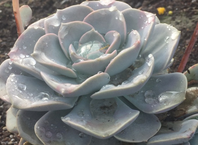 Dew covered succulent | made w/ Imgflip meme maker