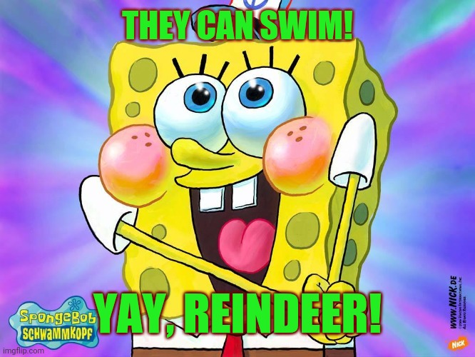 spongebob happy meme | THEY CAN SWIM! YAY, REINDEER! | image tagged in spongebob happy meme | made w/ Imgflip meme maker