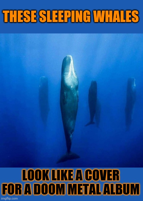 Moby Doom- Killer Whale Sleeper Cell | THESE SLEEPING WHALES; LOOK LIKE A COVER FOR A DOOM METAL ALBUM | image tagged in doom,metal,album,cover,whales | made w/ Imgflip meme maker