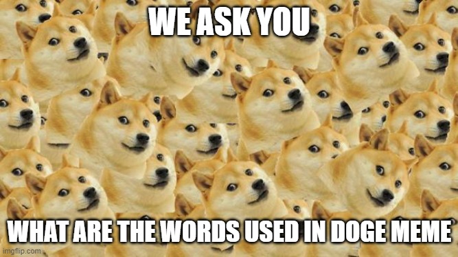 Multi Doge | WE ASK YOU; WHAT ARE THE WORDS USED IN DOGE MEME | image tagged in memes,multi doge | made w/ Imgflip meme maker