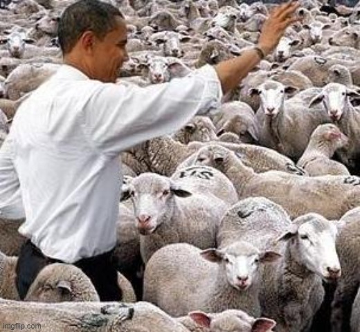 obama sheep | image tagged in obama sheep | made w/ Imgflip meme maker