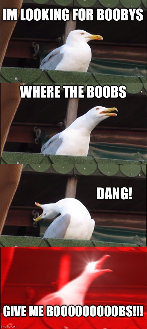 Best boobs here it is | IM LOOKING FOR BOOBYS; WHERE THE BOOBS; DANG! GIVE ME BOOOOOOOOOBS!!! | image tagged in memes,inhaling seagull | made w/ Imgflip meme maker