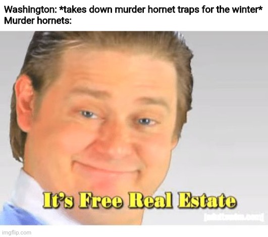 It's Free Real Estate |  Washington: *takes down murder hornet traps for the winter*
Murder hornets: | image tagged in it's free real estate,memes,funny,2020,murder hornets,why must you do this to us washington | made w/ Imgflip meme maker