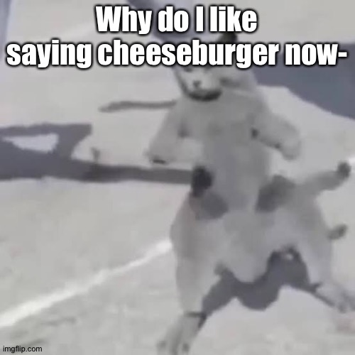. | Why do I like saying cheeseburger now- | image tagged in cat nae nae | made w/ Imgflip meme maker