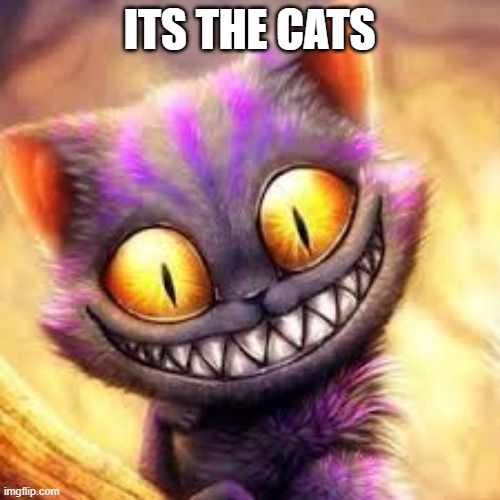 Crazy cat | ITS THE CATS | image tagged in crazy cat | made w/ Imgflip meme maker