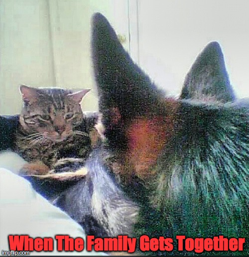 Family Ties | When The Family Gets Together | image tagged in don't talk to me,family,get,together,christmas,holiday | made w/ Imgflip meme maker