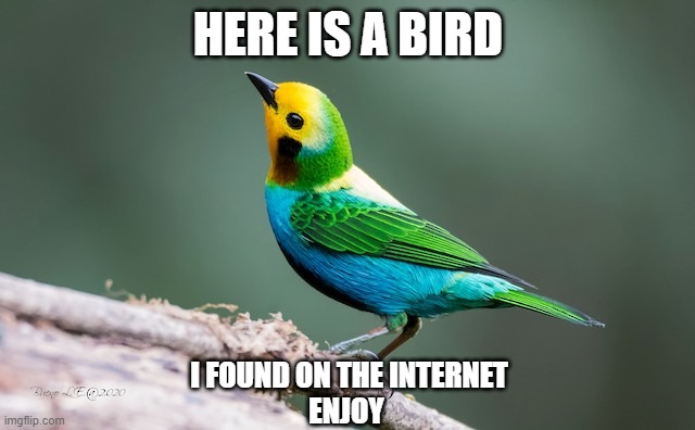 Bird | HERE IS A BIRD; I FOUND ON THE INTERNET
ENJOY | made w/ Imgflip meme maker