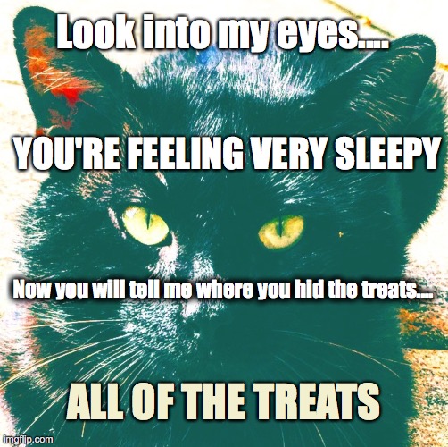 Catsualty | Look into my eyes.... YOU'RE FEELING VERY SLEEPY; Now you will tell me where you hid the treats.... ALL OF THE TREATS | image tagged in scaredy cat,hypnotize,treats,black,cat,love | made w/ Imgflip meme maker
