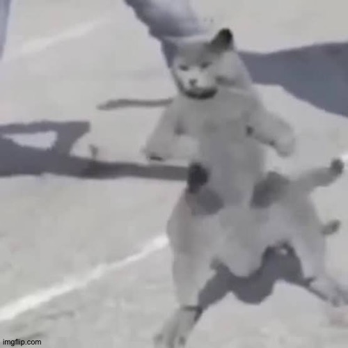 Cat nae nae | image tagged in cat nae nae | made w/ Imgflip meme maker
