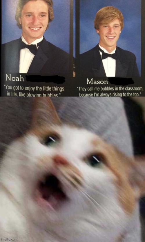 WOAHTHERE BUDDY | image tagged in oh no cat,funny | made w/ Imgflip meme maker