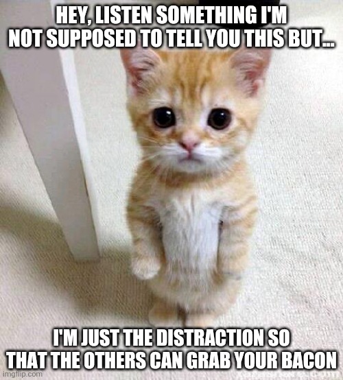 The trick | HEY, LISTEN SOMETHING I'M NOT SUPPOSED TO TELL YOU THIS BUT... I'M JUST THE DISTRACTION SO THAT THE OTHERS CAN GRAB YOUR BACON | image tagged in memes,cute cat | made w/ Imgflip meme maker