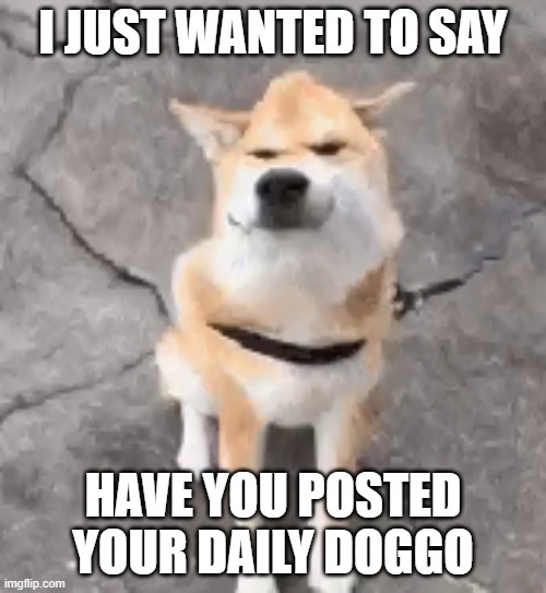 have u posted ur daily doggo | image tagged in have u posted ur daily doggo | made w/ Imgflip meme maker