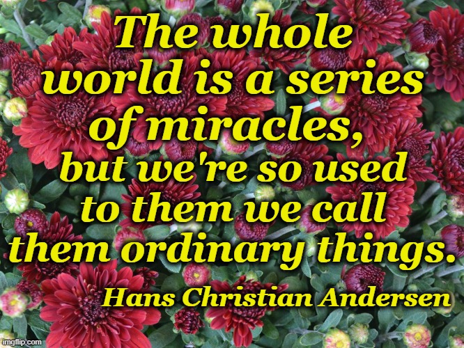 Miraculously Ordinary | The whole world is a series of miracles, but we're so used to them we call them ordinary things. Hans Christian Andersen | image tagged in hans christian andersen,miracles,chrysanthemums | made w/ Imgflip meme maker