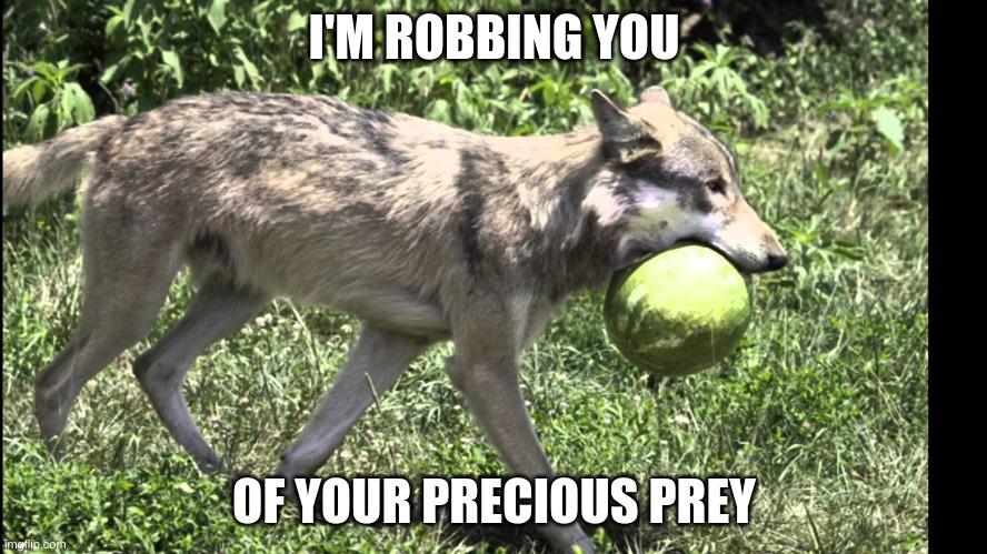 All Clan Cats | I'M ROBBING YOU; OF YOUR PRECIOUS PREY | image tagged in waterwolf,warrior cats | made w/ Imgflip meme maker