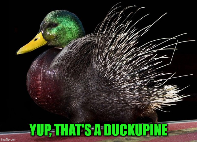 What did I just post? | YUP, THAT'S A DUCKUPINE | image tagged in memes,funny,cursed,cursed image,porcupine,duck | made w/ Imgflip meme maker