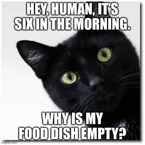 Black Cats Matter | HEY, HUMAN, IT’S SIX IN THE MORNING. WHY IS MY FOOD DISH EMPTY? | image tagged in black cats matter | made w/ Imgflip meme maker