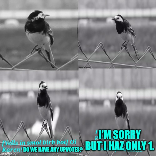 DO WE HAVE ANY UPVOTES? I'M SORRY BUT I HAZ ONLY 1. | image tagged in smol birb looking for who asked | made w/ Imgflip meme maker