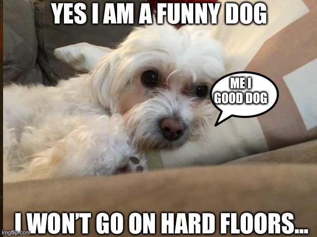 I AM FUNNY | YES I AM A FUNNY DOG; ME I GOOD DOG; I WON’T GO ON HARD FLOORS... | image tagged in none | made w/ Imgflip meme maker