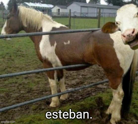 esteban. | esteban. | image tagged in horse | made w/ Imgflip meme maker