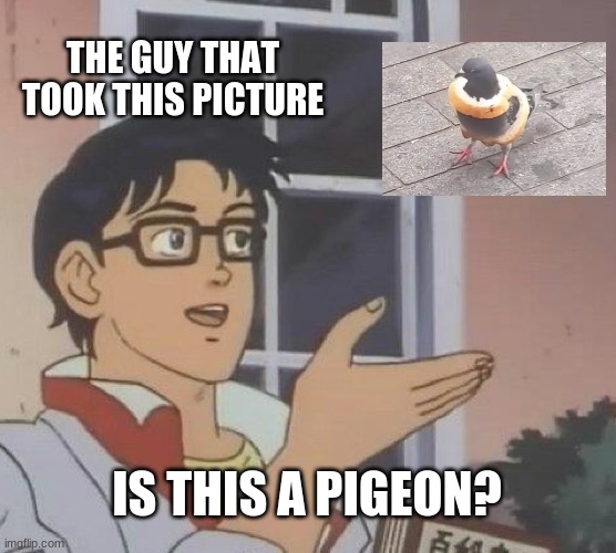 Bread Neclace | THE GUY THAT TOOK THIS PICTURE; IS THIS A PIGEON? | image tagged in memes,is this a pigeon | made w/ Imgflip meme maker