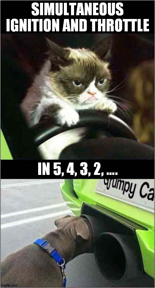 Grumpy Cat Vs Exhausted Dog | SIMULTANEOUS IGNITION AND THROTTLE; IN 5, 4, 3, 2, …. | image tagged in grumpy cat,cats,dogs,exhausted | made w/ Imgflip meme maker