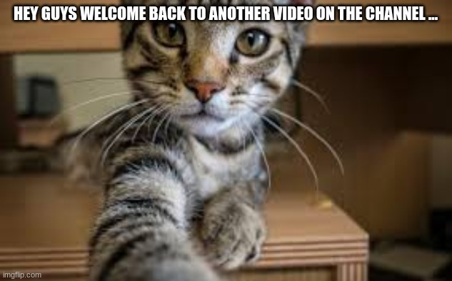 Video cat | HEY GUYS WELCOME BACK TO ANOTHER VIDEO ON THE CHANNEL ... | image tagged in kitty cat | made w/ Imgflip meme maker