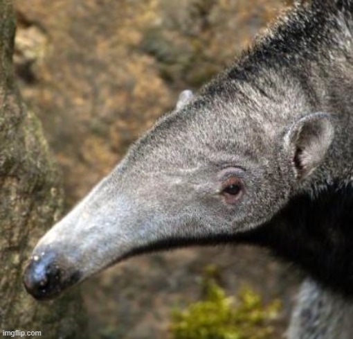 How It Feels When Anteater | image tagged in how it feels when anteater | made w/ Imgflip meme maker
