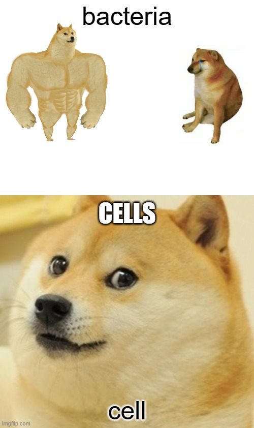 bacteria vs cell | bacteria; CELLS; cell | image tagged in memes,buff doge vs cheems,doge | made w/ Imgflip meme maker