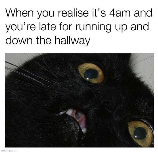 My cat does this | WHEN YOU REALISE IT'S 4AM AND YOU'RE LATE FOR RUNNING UP AND DOWN THE HALLWAY | image tagged in fun,memes,cat | made w/ Imgflip meme maker