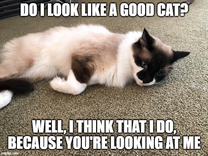 "Do I look like a good cat?" |  DO I LOOK LIKE A GOOD CAT? WELL, I THINK THAT I DO, BECAUSE YOU'RE LOOKING AT ME | image tagged in cats | made w/ Imgflip meme maker