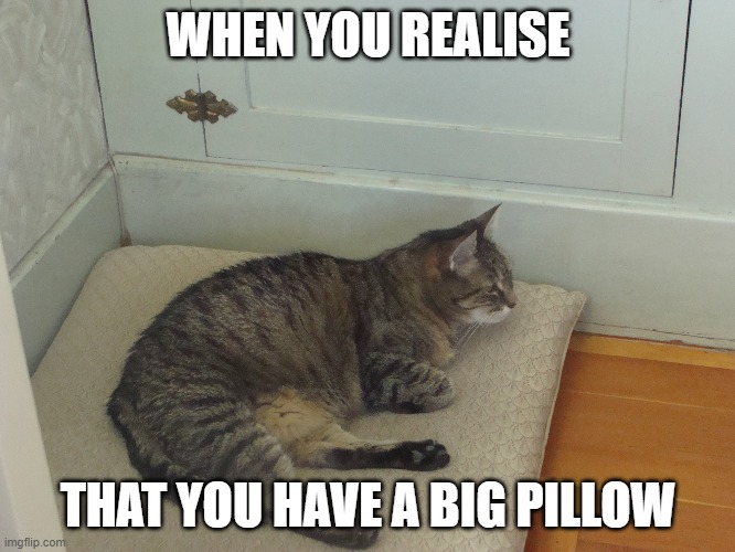 "When you realise..." | WHEN YOU REALISE; THAT YOU HAVE A BIG PILLOW | image tagged in cats | made w/ Imgflip meme maker
