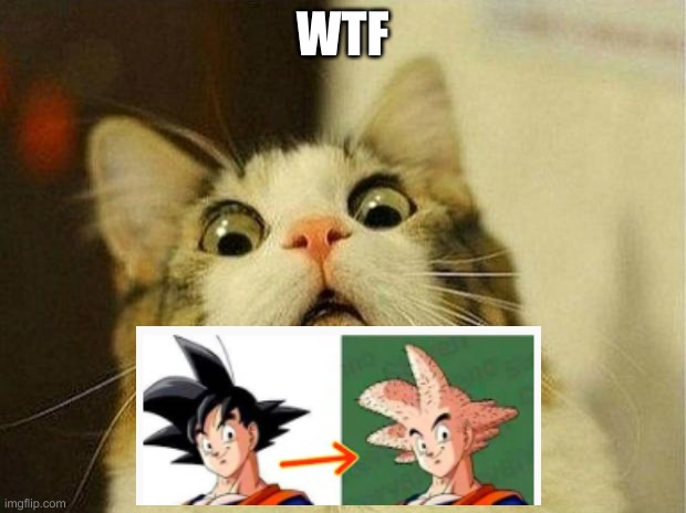 WTF? |  WTF | image tagged in memes,scared cat | made w/ Imgflip meme maker