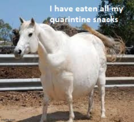 The Truth | image tagged in memes,horse,fat,quarantine | made w/ Imgflip meme maker