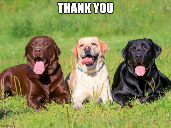 labbos | THANK YOU | image tagged in labbos | made w/ Imgflip meme maker