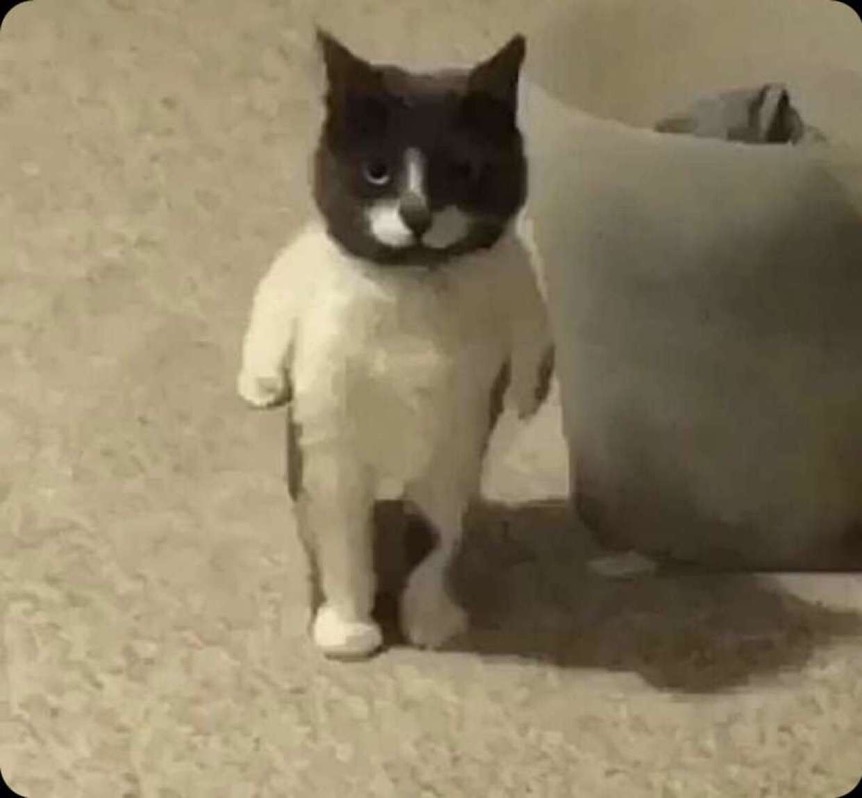 High Quality standing cat Blank Meme Template
