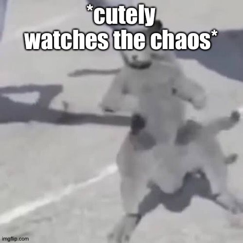 Wow, this stream really can't live a day without chaos. | *cutely watches the chaos* | image tagged in cat nae nae | made w/ Imgflip meme maker
