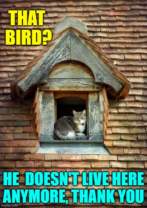 It's not a box, but I call it home... now | THAT  BIRD? HE  DOESN'T LIVE HERE
ANYMORE, THANK YOU | image tagged in vince vance,cats,birds,bird house,bird box,memes | made w/ Imgflip meme maker