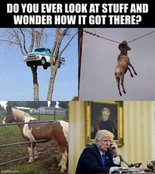 Not made by me | image tagged in truck,tree,horse,trump baby,seriously wtf | made w/ Imgflip meme maker