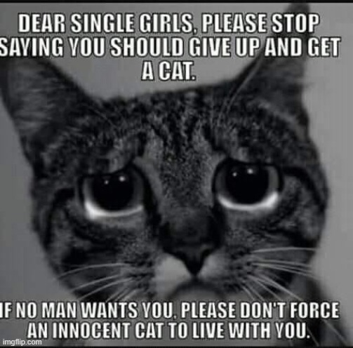 Innocent Cat! | image tagged in single ladies | made w/ Imgflip meme maker