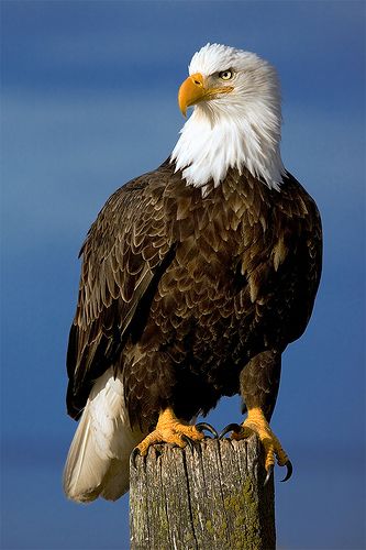 High Quality EAGLE Blank Meme Template