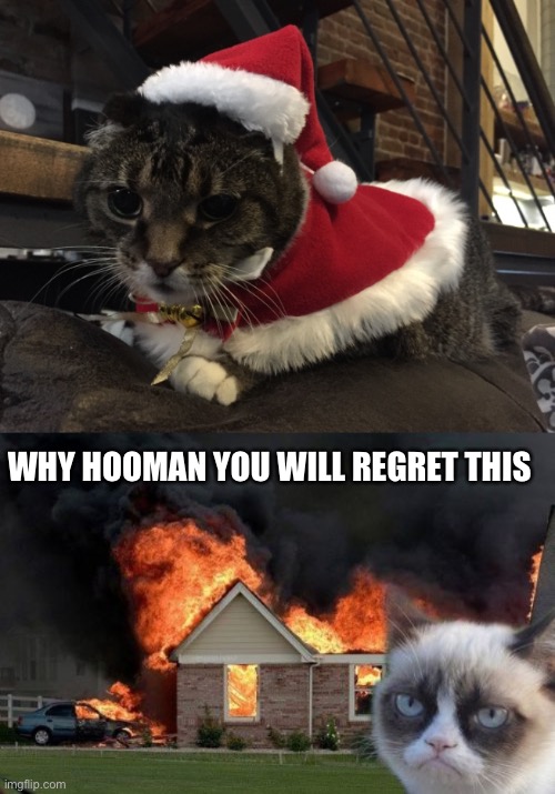 Christmas kitty says bah humbug | WHY HOOMAN YOU WILL REGRET THIS | image tagged in memes,burn kitty,cats,christmas | made w/ Imgflip meme maker