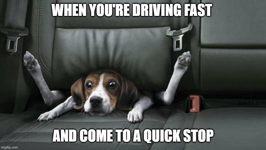 To Fast | WHEN YOU'RE DRIVING FAST; AND COME TO A QUICK STOP | image tagged in doggo in a car | made w/ Imgflip meme maker